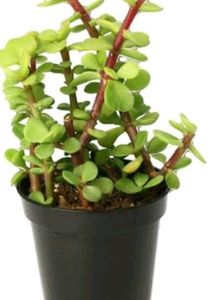 Combo Of Any 3 Indoor Plant Saplings