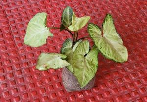 2 Pack Arrowhead Plants 🌱