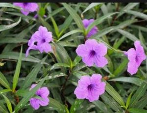 Pack 2 Colues &amp; 🪴Mexican petunia plants &amp; Pot