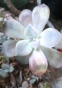 combo of 7 Beautiful Succulent Plant