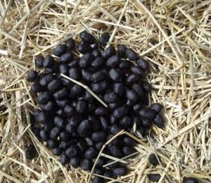 Organic Goat Manure For Plants
