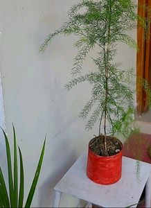 Shatawari 🪴 शतावरी  Plant