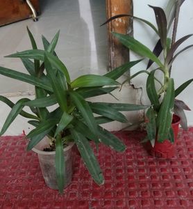 Pack 2 Moses-in-the-Cradle Plants 🌵 & Pots
