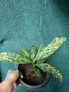 Dieffenbachia White Etna Plant
