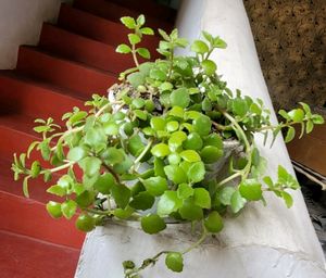 Pilea Depressa/Plant🌵&amp; Pot