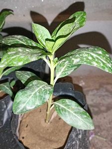 Young Green Plant