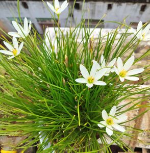 3 Colour Rain Lily's