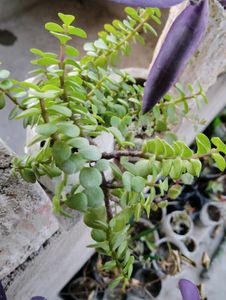 2 Adenium 7 Plant Combo