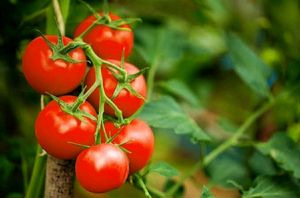 Red Cherry Tomato