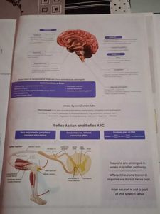 NEET Mind Maps for Class 11 &amp; 12