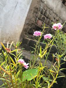 Vibrant Pink Purslane Plant