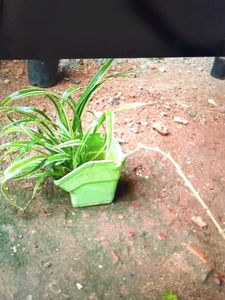 spider plant ☘️