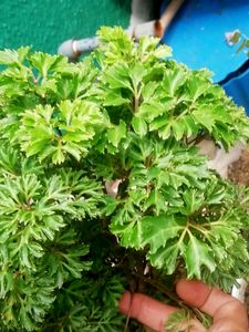 Combo Turtle Vine  &amp; Aralia Plants🌱