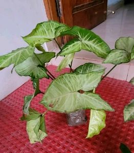 Set 2 Arrowhead &amp; Zabronics PLANT &amp; POT