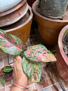 Aglaonema Pink Plant