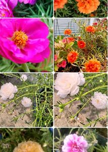 5 Colours Moss Rose Plant