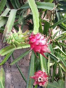 Dragon Fruit Live Plant