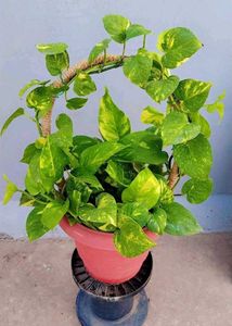 Moneyplant pothos green