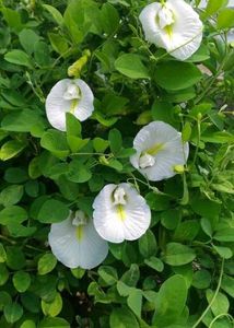 20 White Aparajita (Butterfly Pea) Flower Seeds 🌼