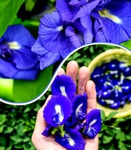 Aprajita Flower Seeds 20 Per Packet