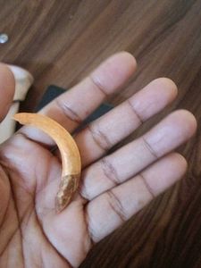 Unique Tusk boar teeth