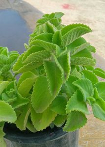 Two Varities Of Devil's Backbone &amp; Mexican Mint
