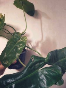 Philodendron Burle Marx [M]