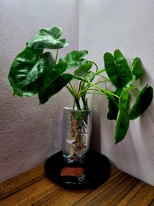 Philodendron Burle Marx (L)