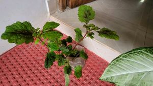 Pack 2 Arrowhead &amp; Plectranthus Nitidus Plans
