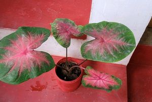 Caladium Alocasia Plant🌵&amp; Pot