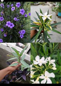 Any 8 Plant