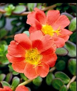 🪴 Plant (Portulaca oleracea 'Rio Orange')&pot🌱