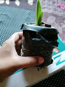 Jade Plant With Pot