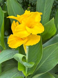 1️⃣Canna Lilie 🏵️