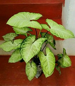 🌵 Set 2 Arrowhead plants,,🌲