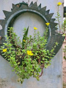 plants