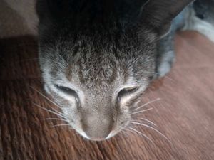 Home + Steet Cat ( Billa )