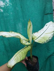 Dieffenbachia Plant