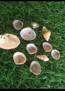 Bulk Seashells for Crafting &amp; Decor