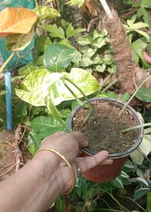 epipremnum pinnatum albo plant