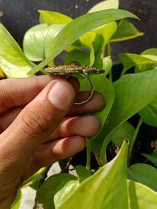 Elegant Golden Ring 💍👑