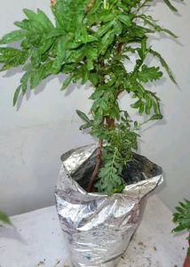 Tulsi &amp; Marigold Combos 3 Plants