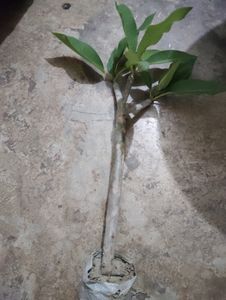6 Plant With Rooted Combo
