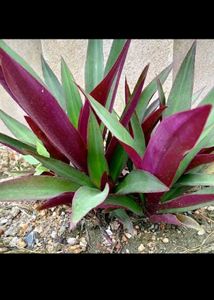 Rhoeo Plant