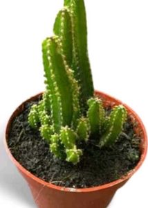 Small Cactus Plant in White Pot
