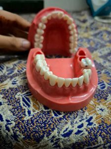 Nissin Typodont Dental Model for Practice