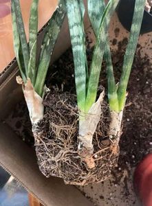 LIVE Snake Plant (Sansevieria) Green banded