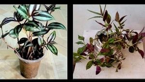 Combo zebrina Plant 🌱&amp;1pot