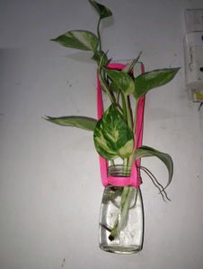 Combo Of money plant , Portulaca and nagdo