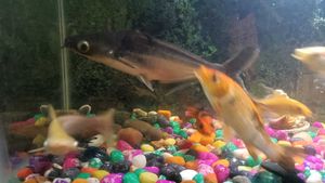 Aquarium Fish